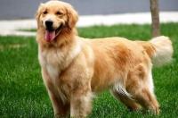寻回犬和护卫犬的区别？ 寻回犬和猎犬的区别
