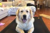 金毛幼犬大概是多少钱啊？ 金毛幼犬大概多少钱