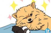 博美犬临产的征兆以及有哪些表现？ 博美犬生产过程