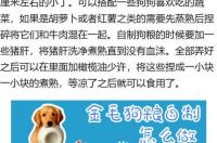 狗粮怎么做？ 家庭自制狗粮怎么做