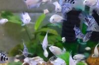 冷水鹦鹉鱼可以和金鱼混养吗？ 冷水鹦鹉鱼好养吗