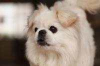 长耳朵狮子狗什么品种？ 狮子狗品种