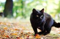 中华田园猫和橘猫幼猫区别？ 中华田园猫幼猫