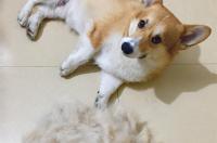 柯基掉毛严重如何清理？ 柯基狗狗掉毛严重怎么办