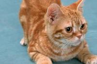 作文小猫喜欢人的表现句子？ 猫咪爱主人的4个表现