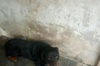 罗威纳犬和恶霸犬哪个好？ 罗威纳犬吧百度贴吧