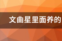 宠物猫好养吗？ 好养的宠物猫