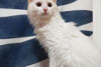 广州哪里有可以免费领养猫的吗？ 广州宠物领养贴吧