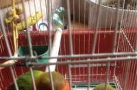 玄凤要死的前兆？ 玄凤鹦鹉死亡征兆