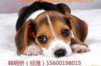 从云南到长春空运狗狗多少钱？ 空运狗狗价格查询