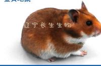 请详细介绍一下“地鼠”这个动物？ 地鼠