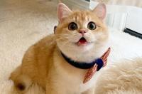 日食记猫品种，猫的品种那些 养金渐层后悔了