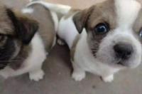 中华口田园犬是什么？ 中华田园犬十二种模样