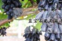 蓝宝石葡萄的生理特征？ 蓝宝石葡萄的功效与作用