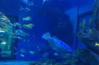 武汉海昌极地海洋世界和东湖海洋世界？ 武汉海昌极地海洋世界