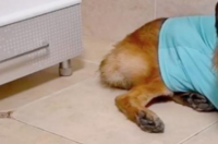 警犬糯米有多聪明？ 警犬糯米