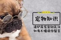 狗狗能听懂人说的话吗？ 串串狗能听懂人话吗