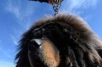 藏獒犬多少钱一只？ 藏獒价值多少钱一只