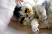 加菲猫和波斯猫怎么区分？有什么不一样？ 波斯猫和加菲猫哪个好