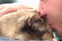 加菲猫的寿命大概多长时间？ 加菲猫寿命一般多少年