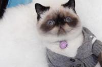 加菲母猫能长多少斤？ 加菲猫多少钱一只?
