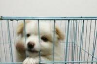 英国塞特犬有什么体征和特点？ 赛特犬一只多少钱