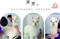 《异类宠物创业方案》有用吗？ 异类宠物排行