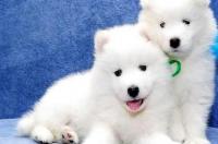 萨摩耶幼犬适合的温度？ 萨摩耶幼犬市场价