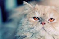 波斯猫的眼睛是什么颜色的？ 波斯猫的眼睛是蓝色的吗