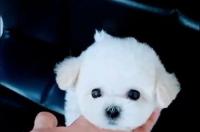 哪种茶杯犬最好？ 茶杯犬太好看了
