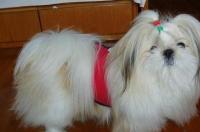 请问一下这个是什么狗？ 西施犬小时候的样子