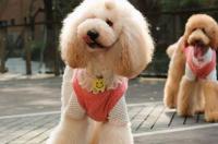 请问贵宾犬，大型，中型，小型。哪种类型最聪明？ 大型贵宾狗