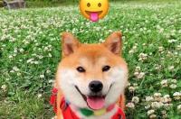 柴犬幼崽多少钱一只？ 赛级柴犬价格多少钱一只