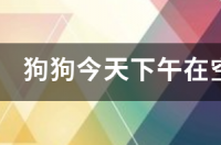 我家狗