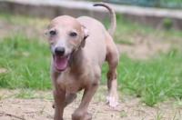 小灵缇犬二十天吃什么 小灵缇犬多少钱一条