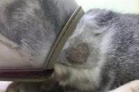 如何判断猫咪是否有真菌性皮肤病？ 猫真菌皮肤病识别图
