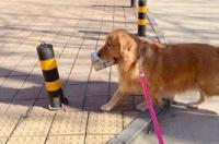 金毛是属于大型犬还是中型犬？ 金毛属于大型犬吗