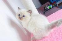 布偶猫一般多少钱一只，一只布偶猫的价格？ 家养布偶猫多少钱一只