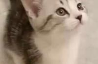 美短矮脚和曼基康有什么区别？ 矮脚曼基康