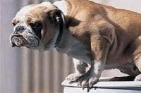 怎样训练幼犬定时定点大小便？ 怎么训练狗狗定时定点大小便