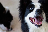 狗狗的智商排名前十名？ 智商犬排名