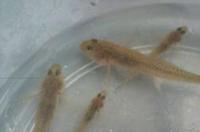 蟹虎鱼怎么养？ 虾虎鱼在鱼缸中怎么养