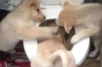 什么小型犬不爱叫，不掉毛，粘人，聪明的？ 什么小型犬不掉毛还聪明