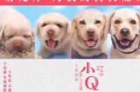 导盲犬小q 观后感 200字 导盲犬小q观后感300字