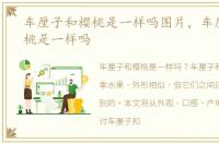 车厘子和樱桃是一样吗图片，车厘子和樱桃是一样吗