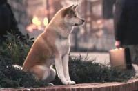 忠犬八公哪里可以看？ 忠犬八公雕像