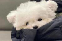 怎样画一个可爱的小狗头像简笔画？ 可爱的狗狗头像
