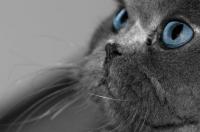 猫的壁纸可以摸吗？ 萌猫高清壁纸