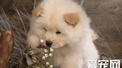 松狮犬幼犬吃什么狗粮好 健康又有营养
