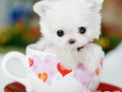 迷你茶杯犬多少钱 该犬价格受年龄影响